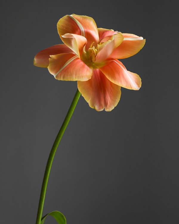 Rankin, Yellow & Orange, Embrace, 2020