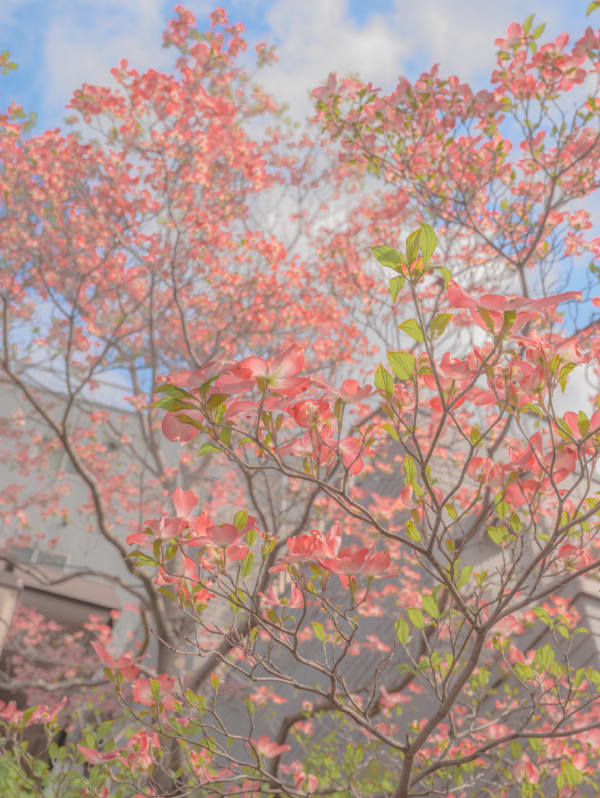 Teresa Freitas, Spring's Other Blossom, 2023