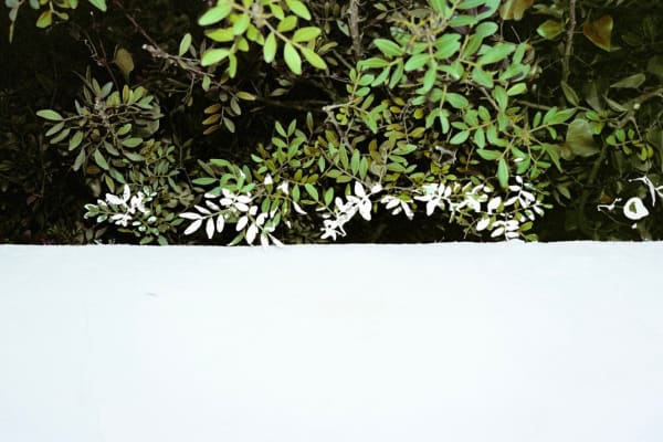 Vasco Celio, Hidden Book of Odds, Untitled, 2022