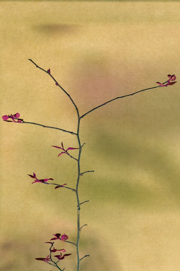 Albarrán Cabrera, The Mouth of Krishna #822, 2018