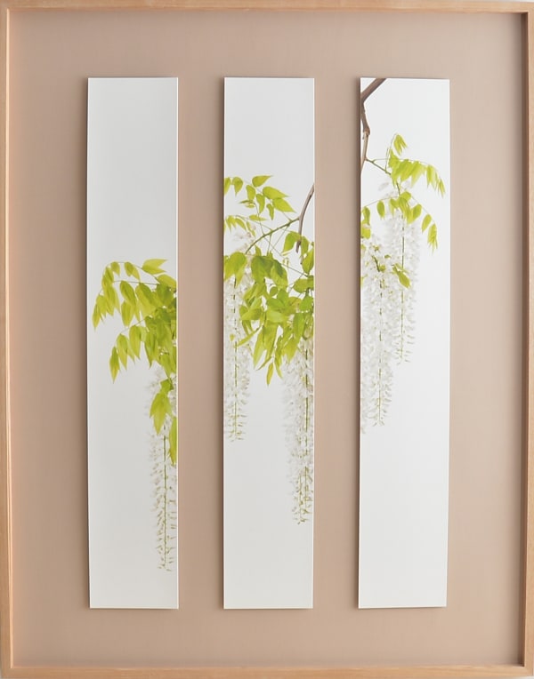Takashi Tomo-oka, "Shirafuji" (白藤) White Wisteria 1 , 2019
