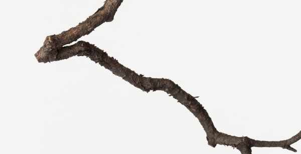 Takashi Tomo-oka, Pine 3, Matsu, 2014
