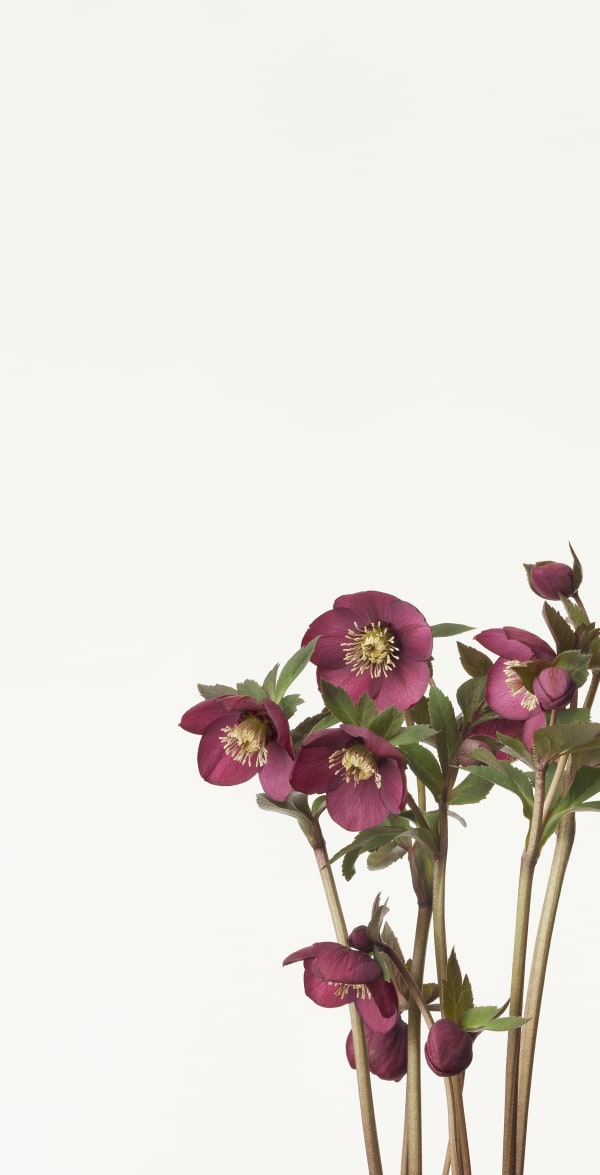 Takashi Tomo-oka, Christmas Rose 2, Christmas Rose, 2013