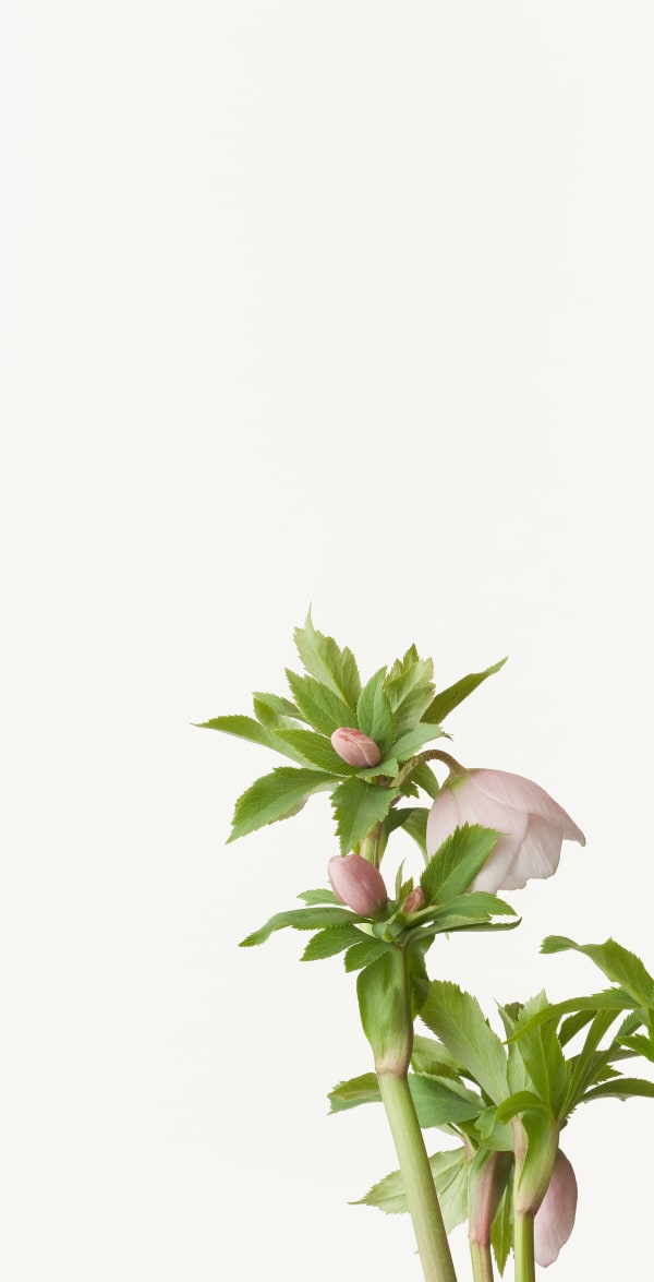 Takashi Tomo-oka, Christmas Rose 3, Christmas Rose, 2013