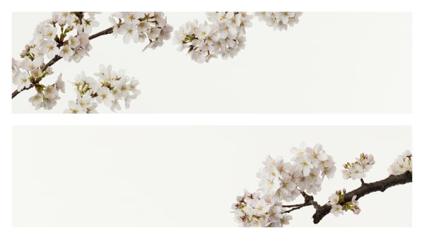 Takashi Tomo-oka, Cherry Blossom 7, Sakura, 2019