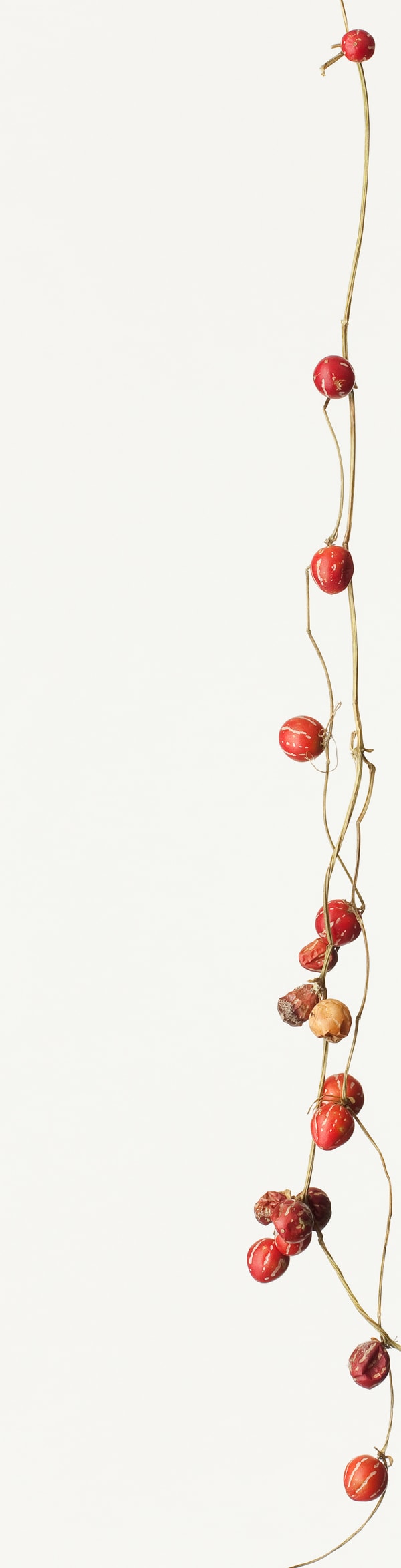 Takashi Tomo-oka, Suzumeuri 1, Suzumeuri, 2013