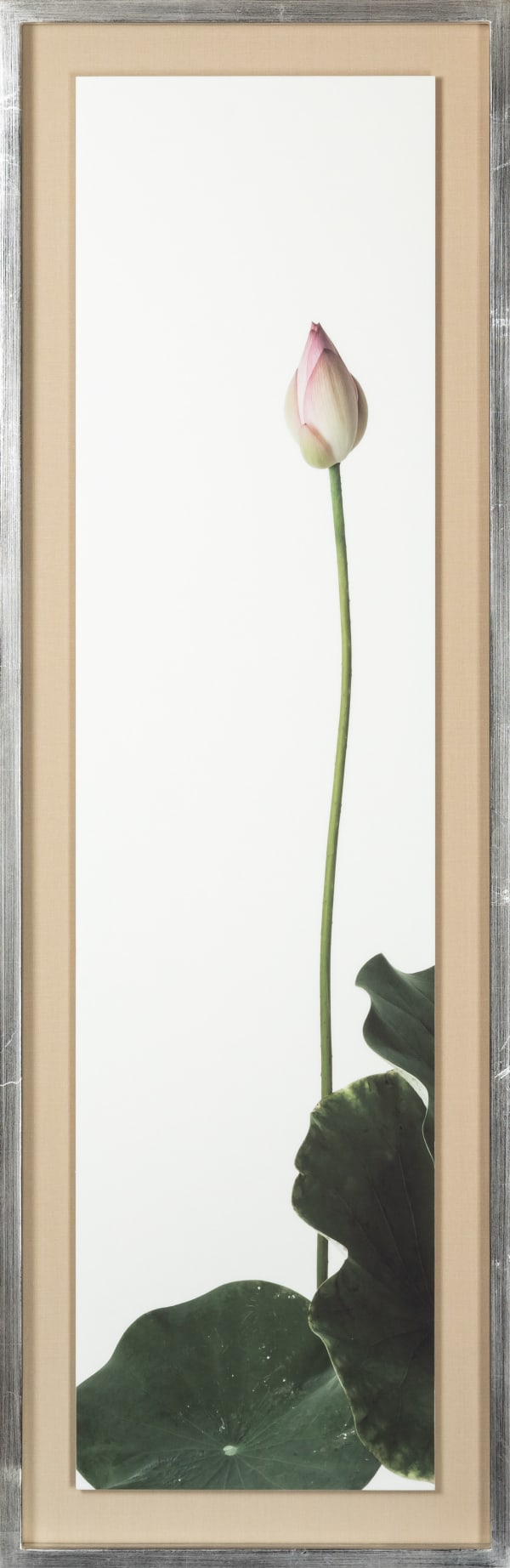 Takashi Tomo-oka, "Kinrinren" (金輪蓮) Golden Lotus 2, 2023