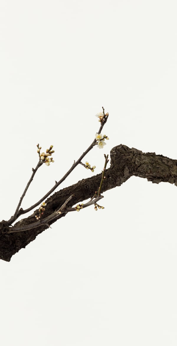 Takashi Tomo-oka, White Plum Blossom 5, Shiraume, 2018