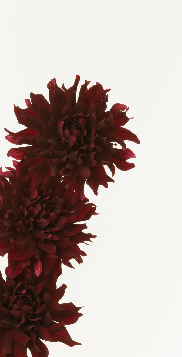 Takashi Tomo-oka, Dahlia, 2010