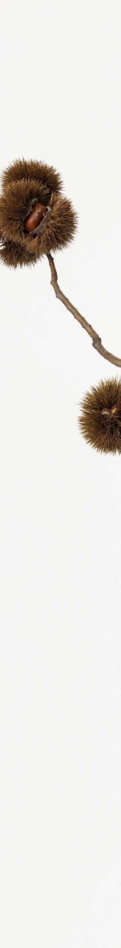 Takashi Tomo-oka, Chestnut 1, Kuri, 2014