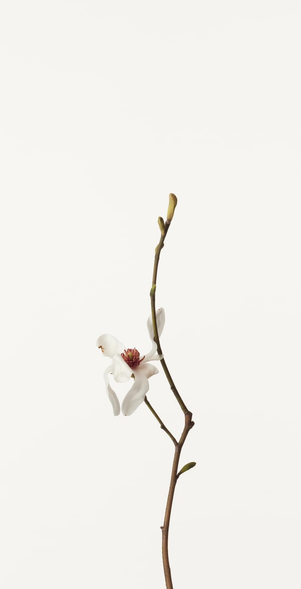 Takashi Tomo-oka, Magnolia Kobus 1, Kobushi, 2012