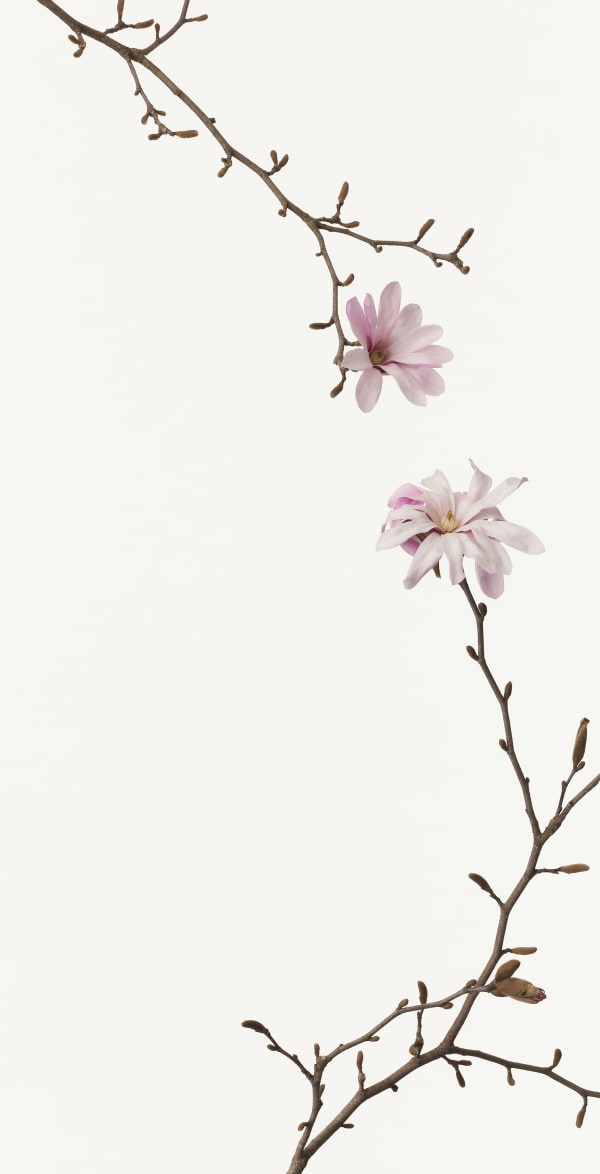 Takashi Tomo-oka, Magnolia Kobus 2, Kobushi, 2013