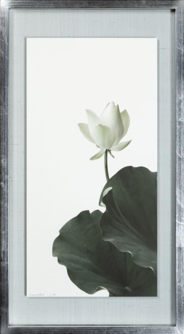 Takashi Tomo-oka, "Shinnyoren" (真如蓮) Lotus 9, 2023
