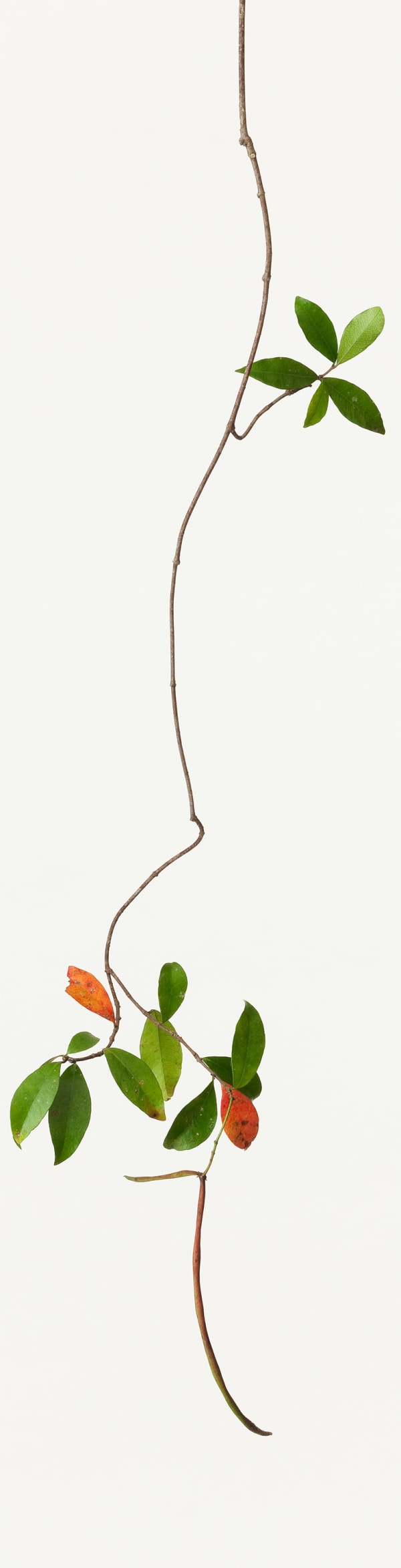 Takashi Tomo-oka, Asiatic Jasmine 1, Teikakazura, 2013