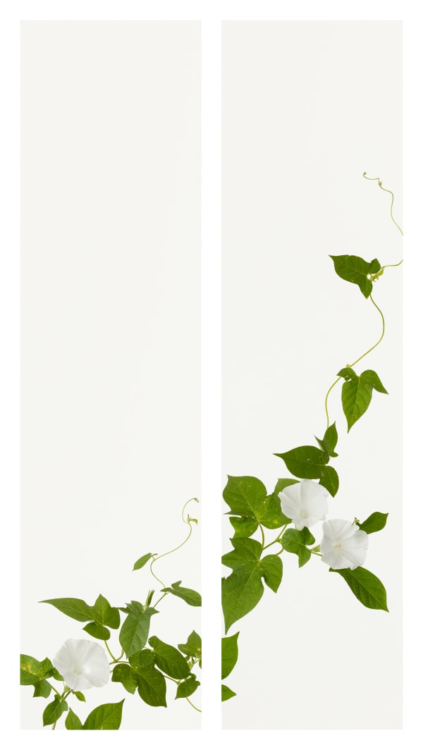 Takashi Tomo-oka, Morning Glory 7, Asagao, 2019