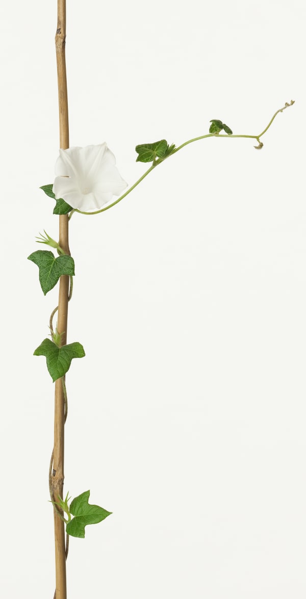 Takashi Tomo-oka, Morning Glory 2, Asagao, 2013