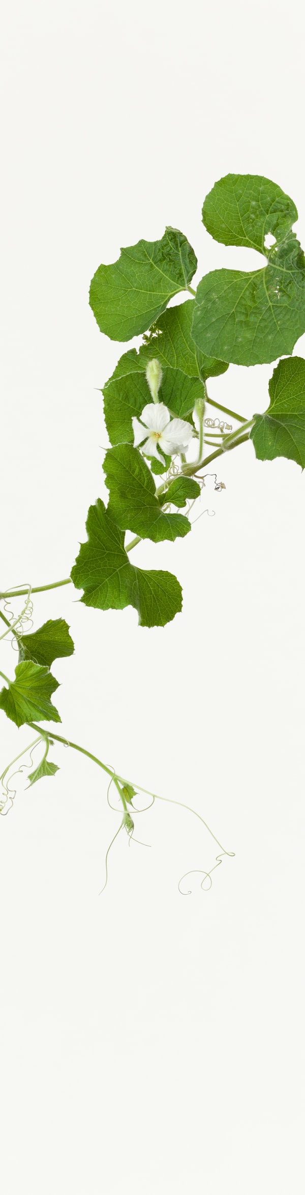 Takashi Tomo-oka, Gourd, Hyotan, 2019