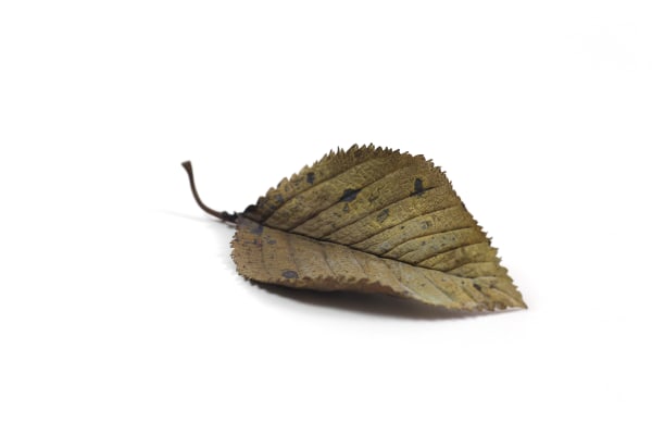 Shota Suzuki, Cherry Red Leaf, 2017