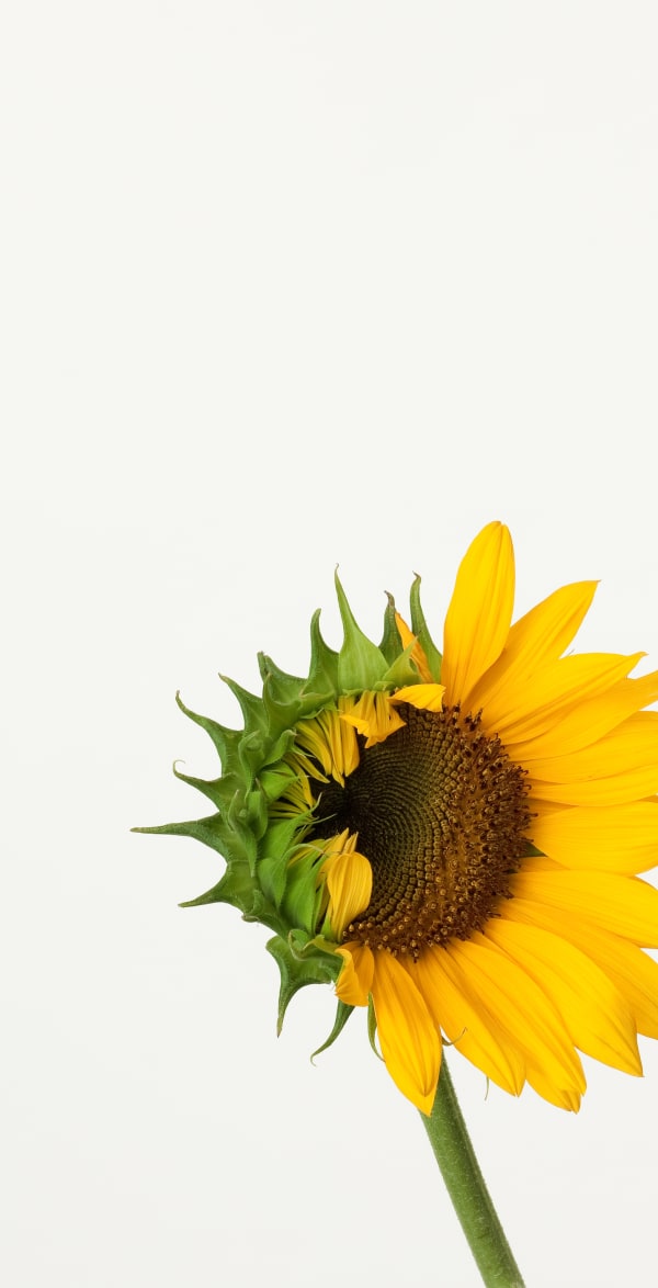 Takashi Tomo-oka, Sunflower 1, Himawari, 2012