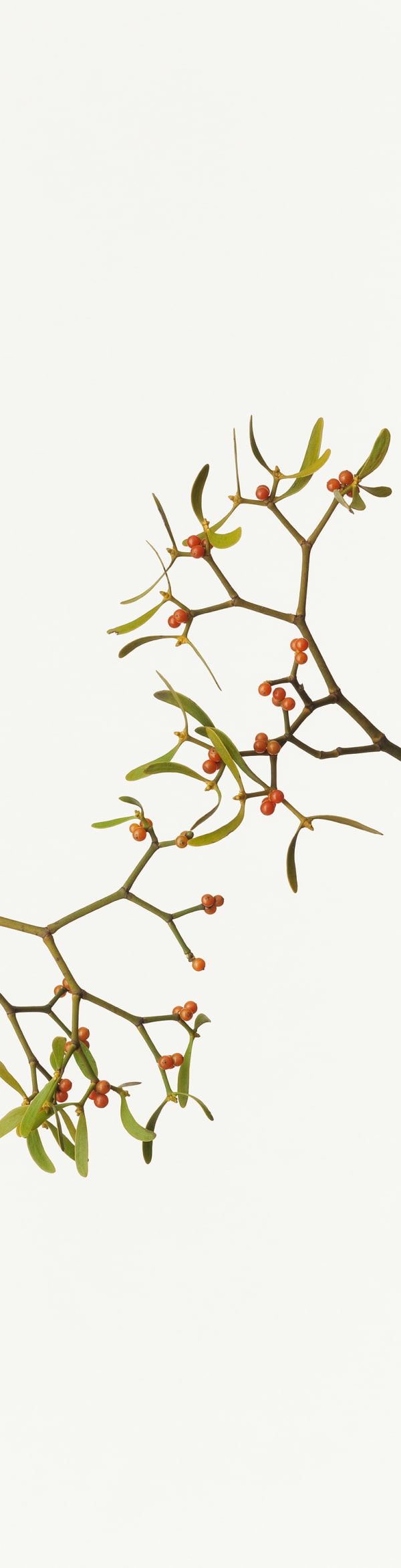 Takashi Tomo-oka, Mistletoe, Yadorigi, 2013