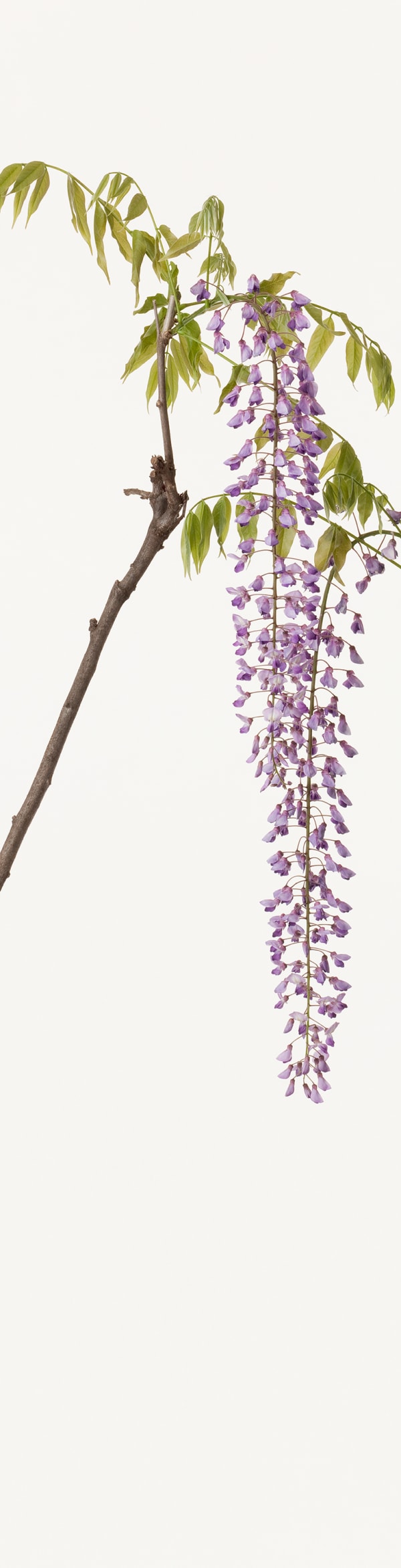Takashi Tomo-oka, Calameae 2, Fuji, 2012