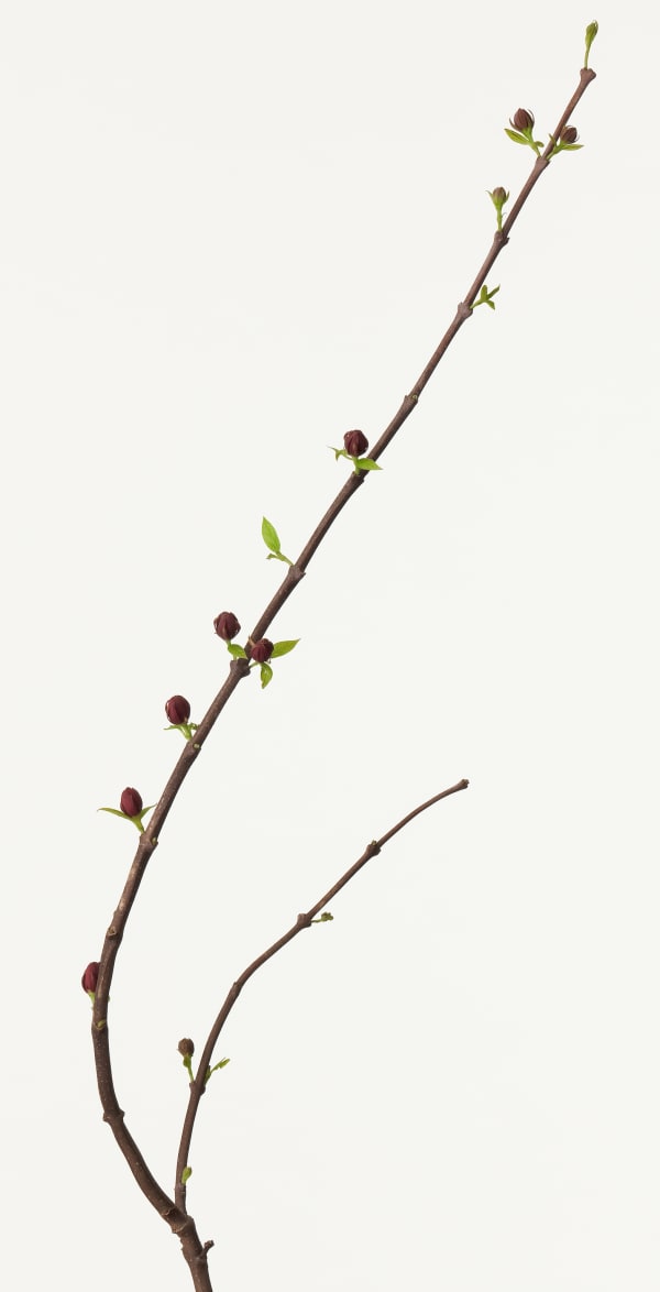 Takashi Tomo-oka, Carolina-Allspice 1, Kurobanarobai, 2013