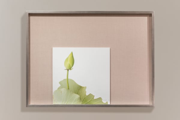 Takashi Tomo-oka Moon Lotus 1, 2017 Photography