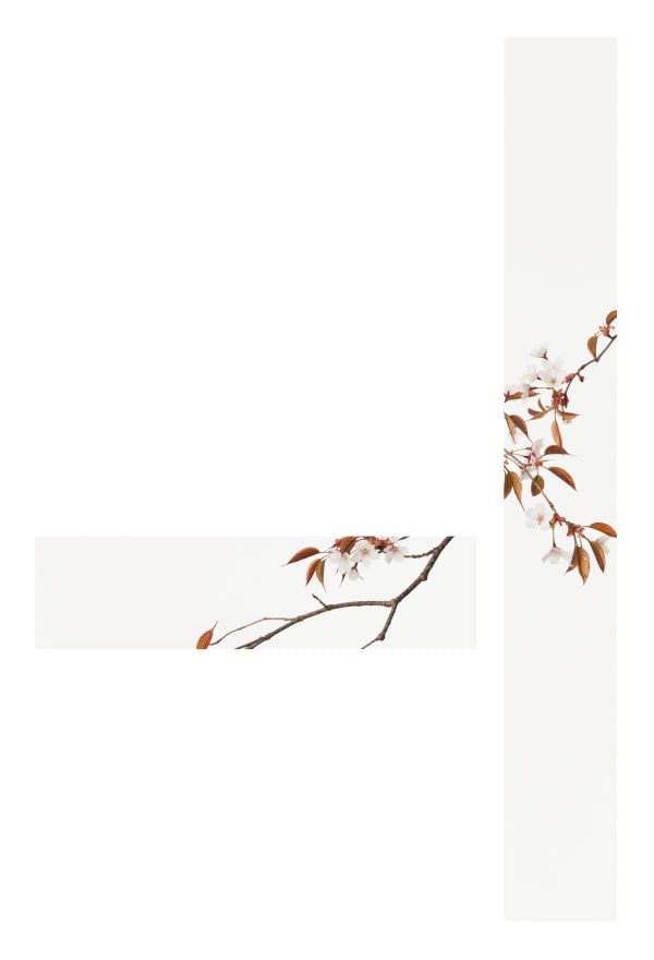 Takashi Tomo-oka, Mountain Cherry Blossom 1, Yamazakura, 2015