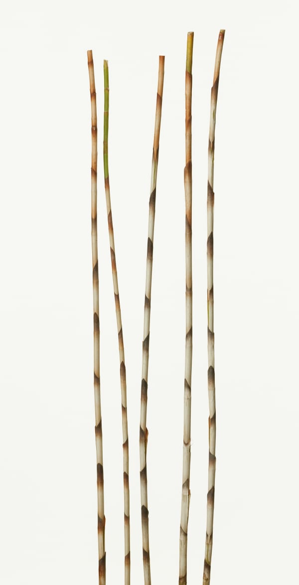 Takashi Tomo-oka, Bamboo Ginger, 2010