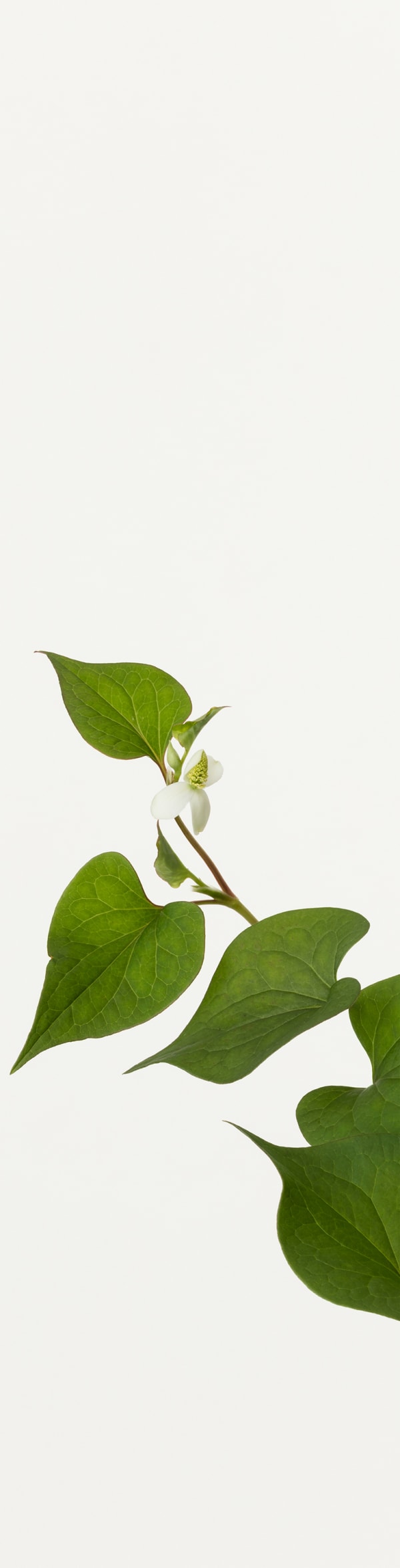 Takashi Tomo-oka, Dokudami 2, Dokudami, 2019