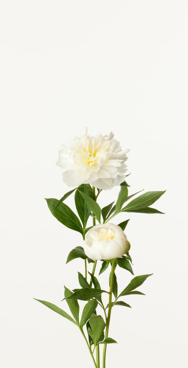 Takashi Tomo-oka, Chinese Peony 2, Syakuyaku, 2012