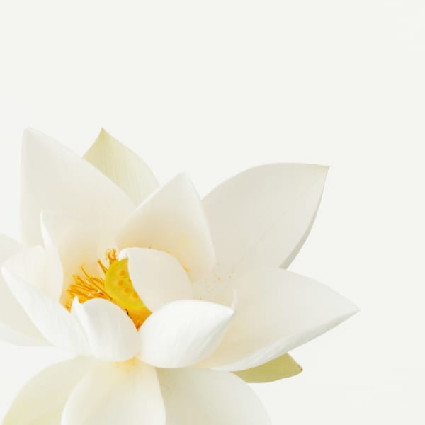 Takashi Tomo-oka, Kuwana White Lotus 3, Kuwana-Hakuren, 2017