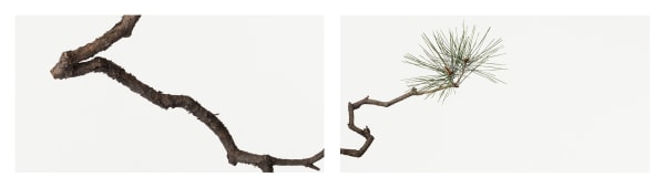 Takashi Tomo-oka, Pine 2, Matsu, 2014