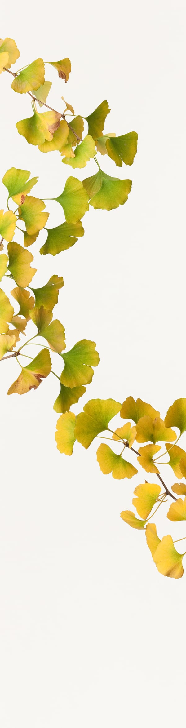 Takashi Tomo-oka, Maidenhair, 2011