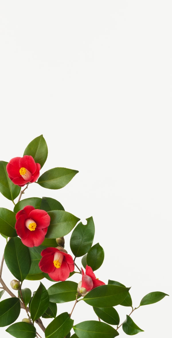 Takashi Tomo-oka, Camellia 2, Tsubaki, 2014