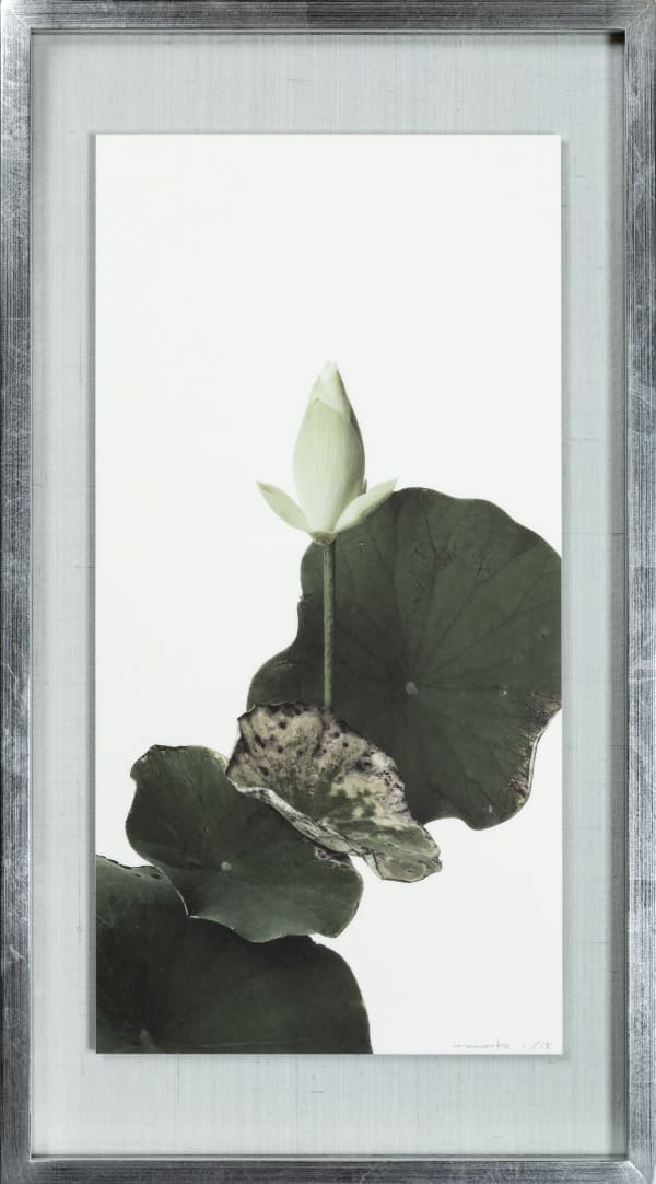 Takashi Tomo-oka, "Shinnyoren" (真如蓮) Lotus 10, 2023