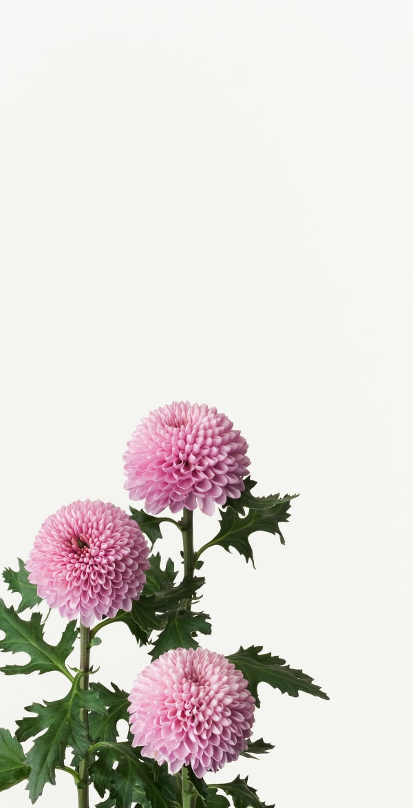 Takashi Tomo-oka Chrysanthemum 1, Kiku, 2013 Photography