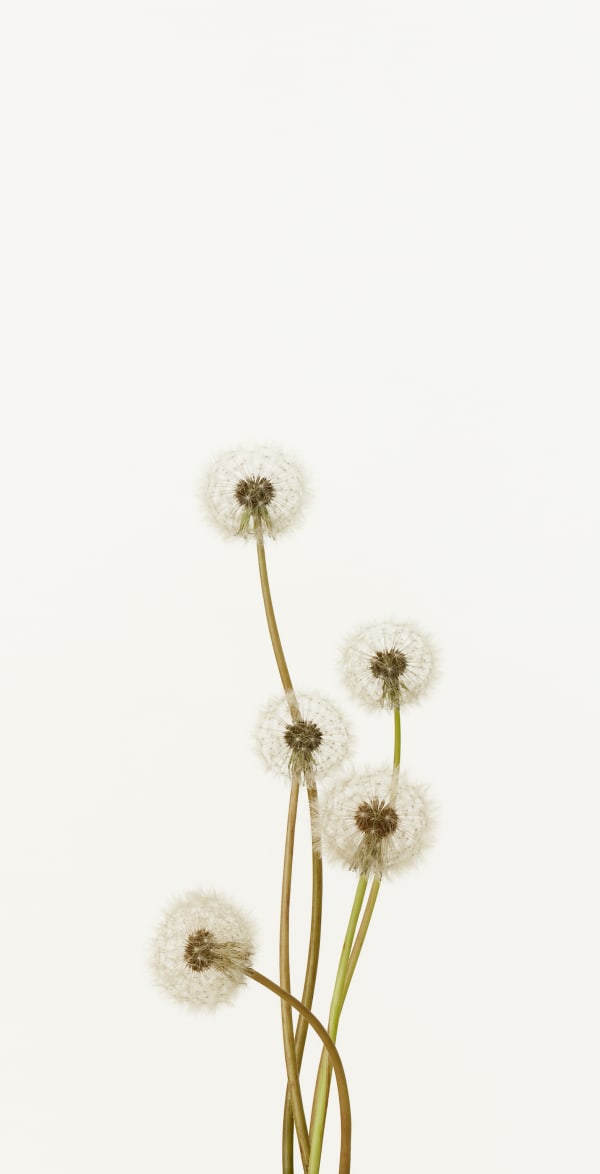 Takashi Tomo-oka, Dandelion 1, Tanpopo, 2012