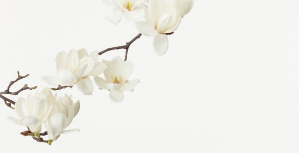 Takashi Tomo-oka, Hakumokuren 5, Shiromokuren, 2019
