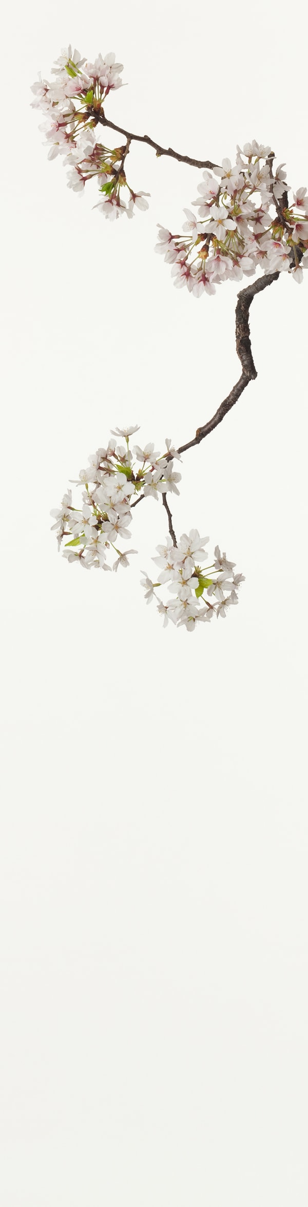 Takashi Tomo-oka, Cherry Blossom, 2011