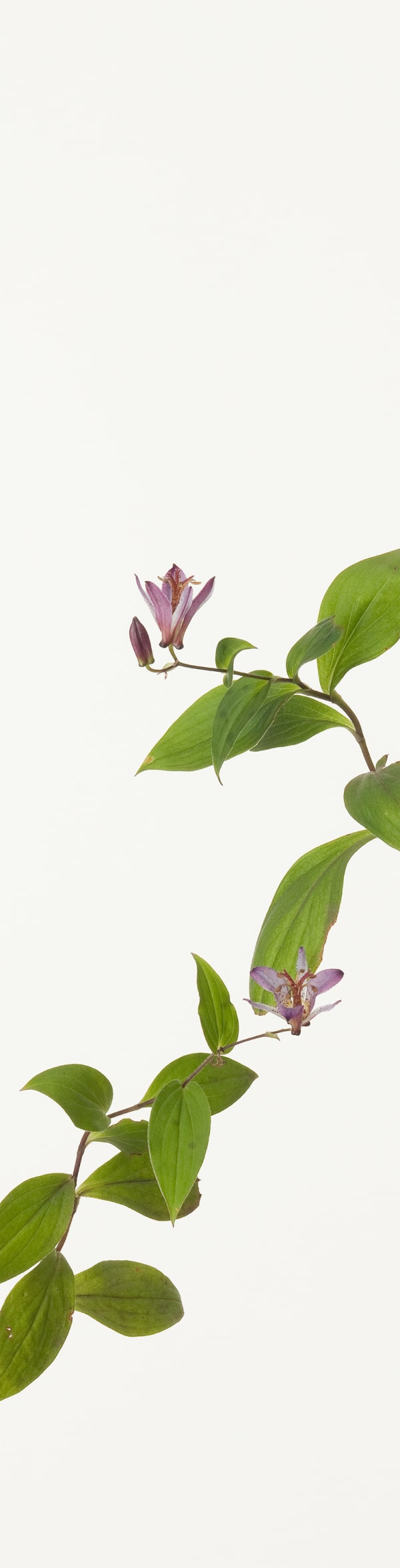 Takashi Tomo-oka, Japanese Toad Lily 1, Hototogisu, 2013