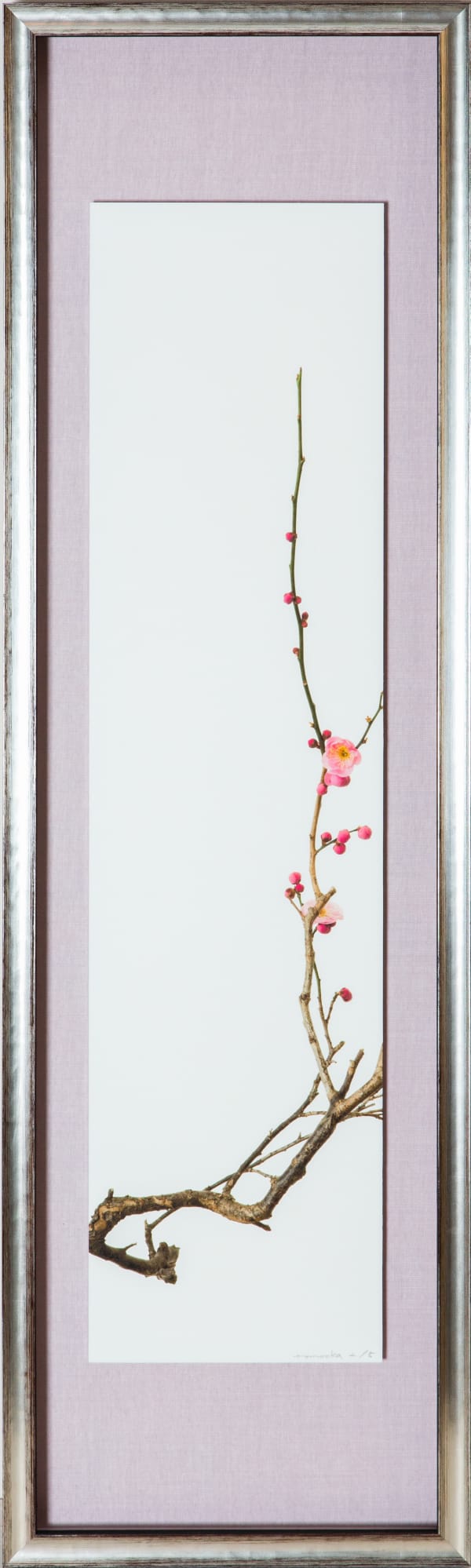 Takashi Tomo-oka, 「紅梅 4」(2/15)Red Plum Blossoms 4, 2020