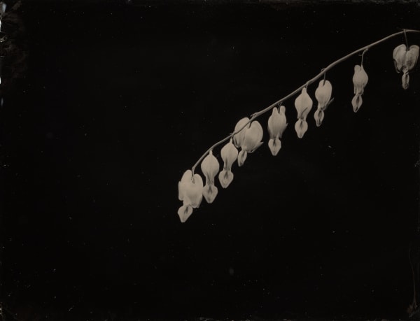 Steffen Diemer, Tränendes Herz, WVZ 483, 2020