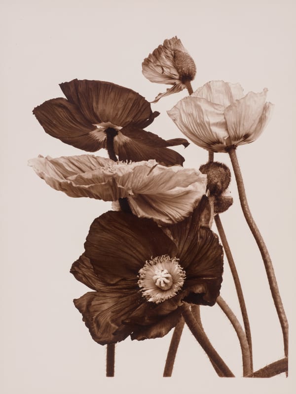 Ulrich Schmitt, Mohn-08C-Cuprum, 2003/2019