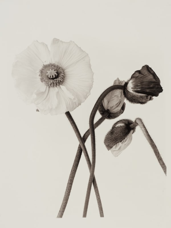 Ulrich Schmitt, Mohn-10D-Selenium, 2003/2018