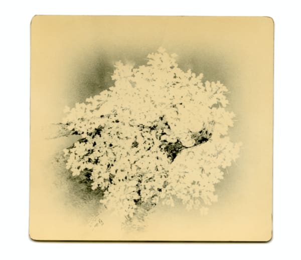 Miho Kajioka, BK0377, 2018