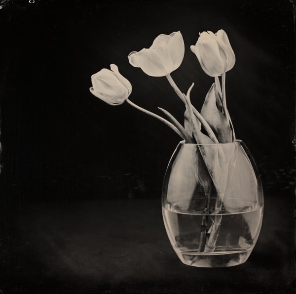 Steffen Diemer, Tulpen, WVZ 478, 2020