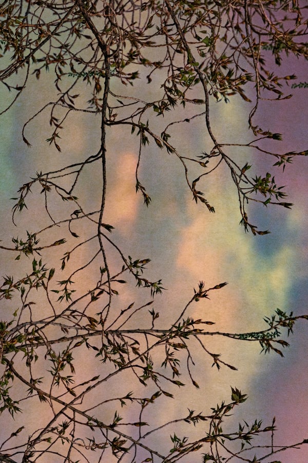 Albarrán Cabrera, The Mouth of Krishna #1000, 2023