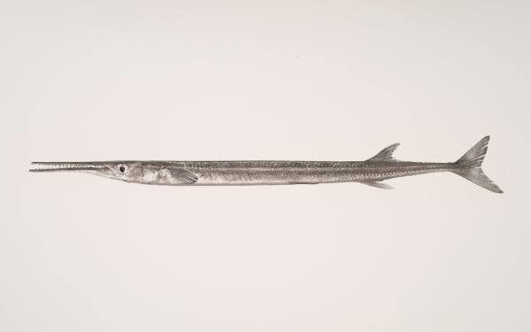 Jan C. Schlegel, Belonidae, 2019