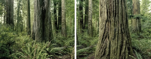 Olaf Otto Becker, DIPTYCH, REDWOODS, CALIFORNIA, 2009